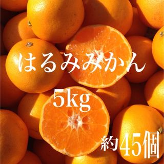 はるみみかん5kg1(フルーツ)