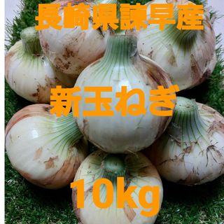 長崎県諫早産新玉ねぎ10kg(野菜)