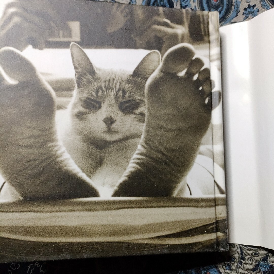 洋書　動物　猫　写真集　THE BIG BOOK OF CATS　英語 エンタメ/ホビーの本(洋書)の商品写真