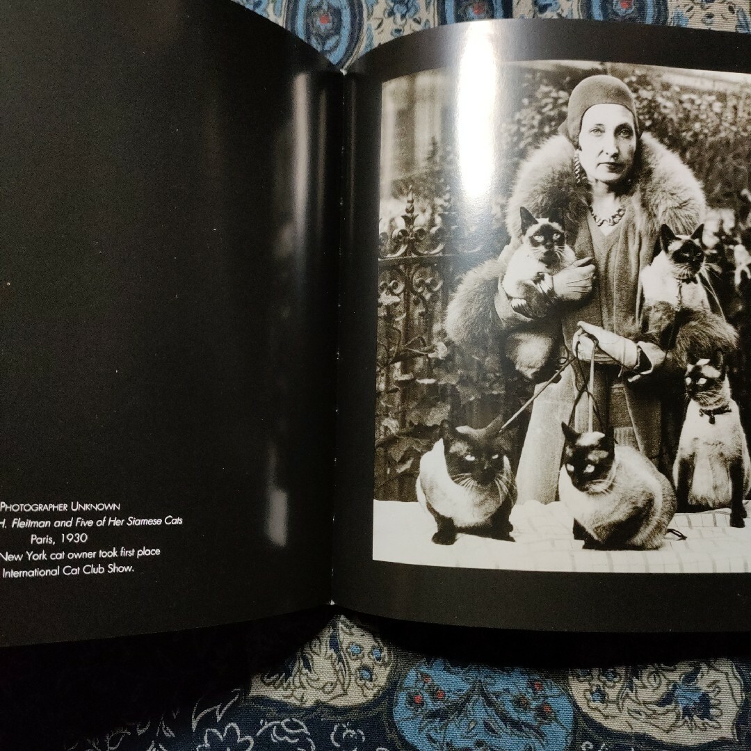 洋書　動物　猫　写真集　THE BIG BOOK OF CATS　英語 エンタメ/ホビーの本(洋書)の商品写真