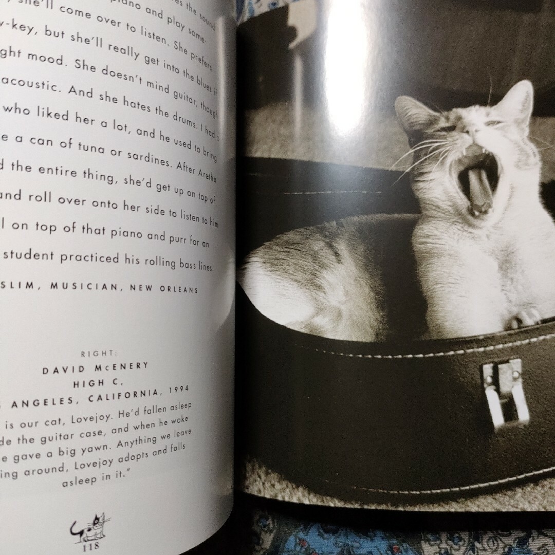 洋書　動物　猫　写真集　THE BIG BOOK OF CATS　英語 エンタメ/ホビーの本(洋書)の商品写真