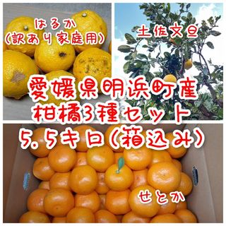 【愛媛県明浜町産】訳ありはるか せとか 土佐文旦 柑橘3種 5.5キロ(箱込み)(フルーツ)