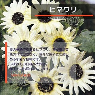 ゆうパケット　ヒマワリ☆イタリアンホワイト☆種子8粒(その他)