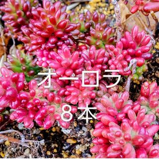 多肉植物  紅葉中の《 オーロラ 》カット苗(その他)