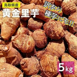 【訳あり】黄金里芋 大和芋 宅急便 5kg さといも サトイモ 山芋(野菜)