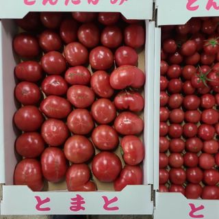 若松フルーツトマト1.5kg,(野菜)