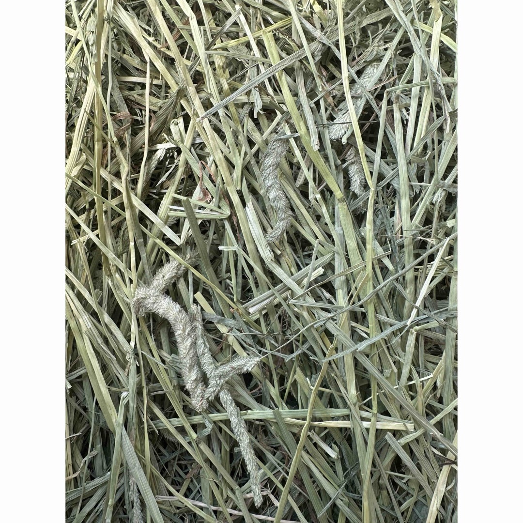 チモシー10キロ　ウサギ モルモット　デグー チンチラ １番刈 その他のペット用品(ペットフード)の商品写真