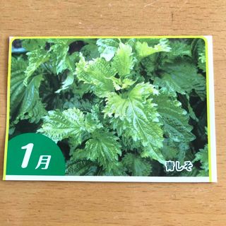 青じそ 野菜の種 栽培方法記載有 葉菜 鉢植 プランター 種子 たね タネ(その他)