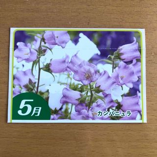 カンパニュラ 花の種 栽培方法記載有 ガーデニング プランター 種子 たね タネ(その他)