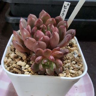 多肉植物5.624　エケベリア    ピンクルビー(その他)