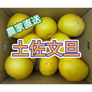 【家庭消費向】土佐文旦　愛媛県産　10kg(箱込)(フルーツ)