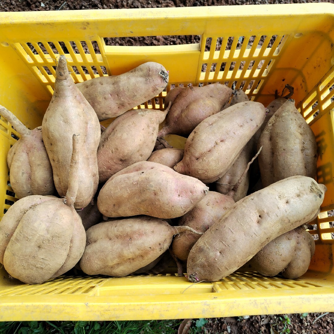 【特大サイズ】長崎県産さつまいも安納10kg栽培期間中除草剤不使用 食品/飲料/酒の食品(野菜)の商品写真