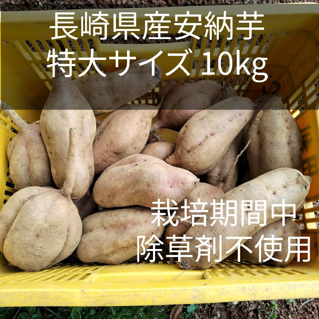 【特大サイズ】長崎県産さつまいも安納10kg栽培期間中除草剤不使用 食品/飲料/酒の食品(野菜)の商品写真