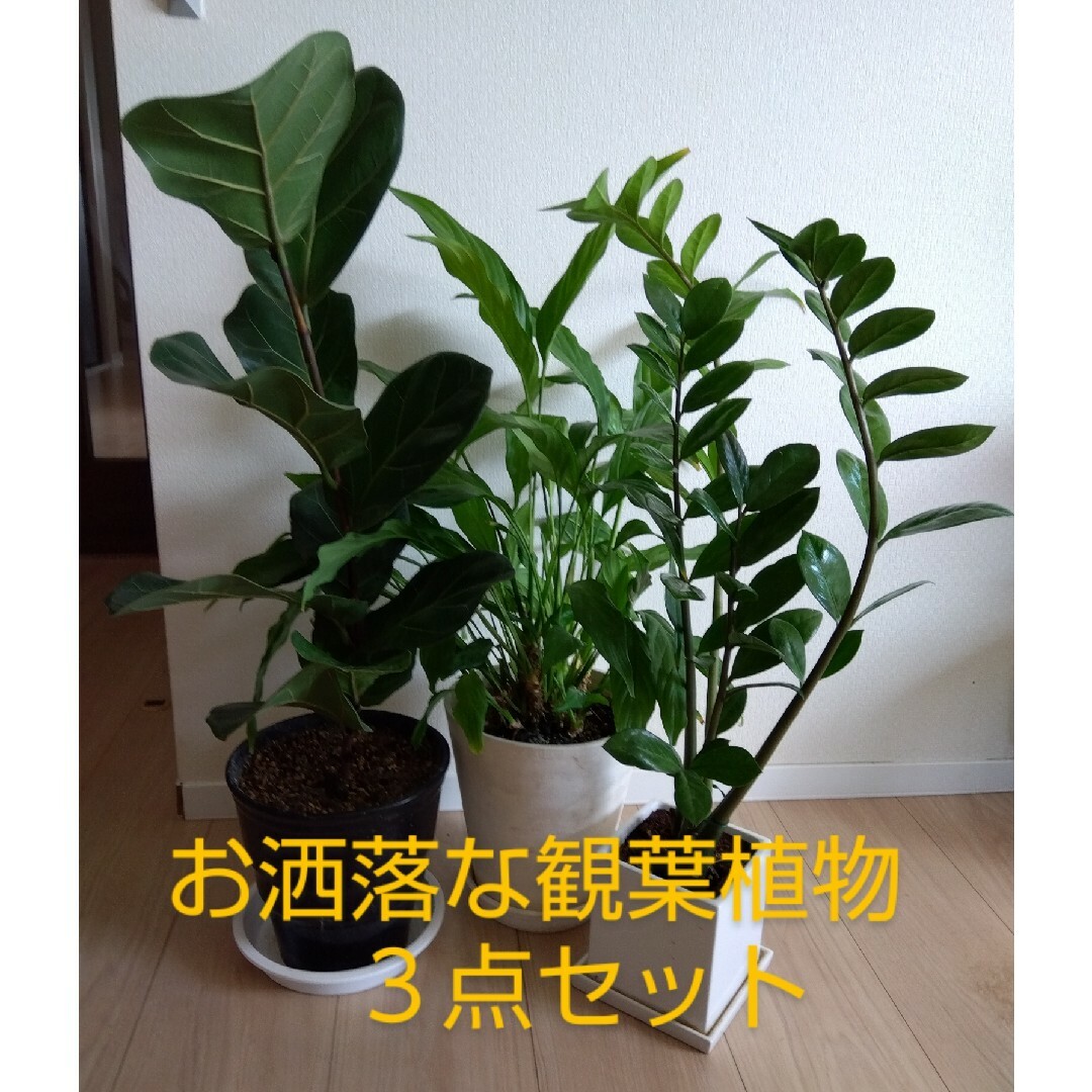 観葉植物☆スパティフィラム／フィカス／ザミオクルカス ハンドメイドのフラワー/ガーデン(その他)の商品写真