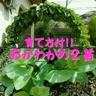 ミネラル8倍！抜き苗・おかわかめ2株■オカワカメ・雲南百薬（うんなんひゃくやく(野菜)