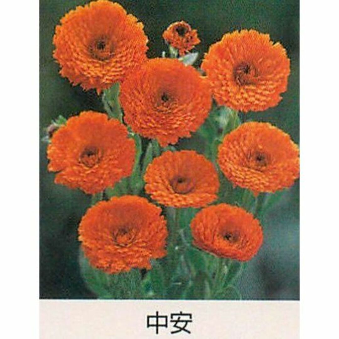 【花の種】４０粒　キンセンカ　中安　カレンジュラ　金盞花 ハンドメイドのフラワー/ガーデン(プランター)の商品写真