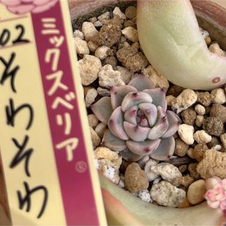 多肉植物　おらいさん苗　そわそわ① 抜き苗(その他)