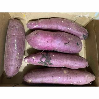 群馬県産 朝採り 新鮮 ハウス栽培 きゅうり1.2㎏送料込 日付指定不可の