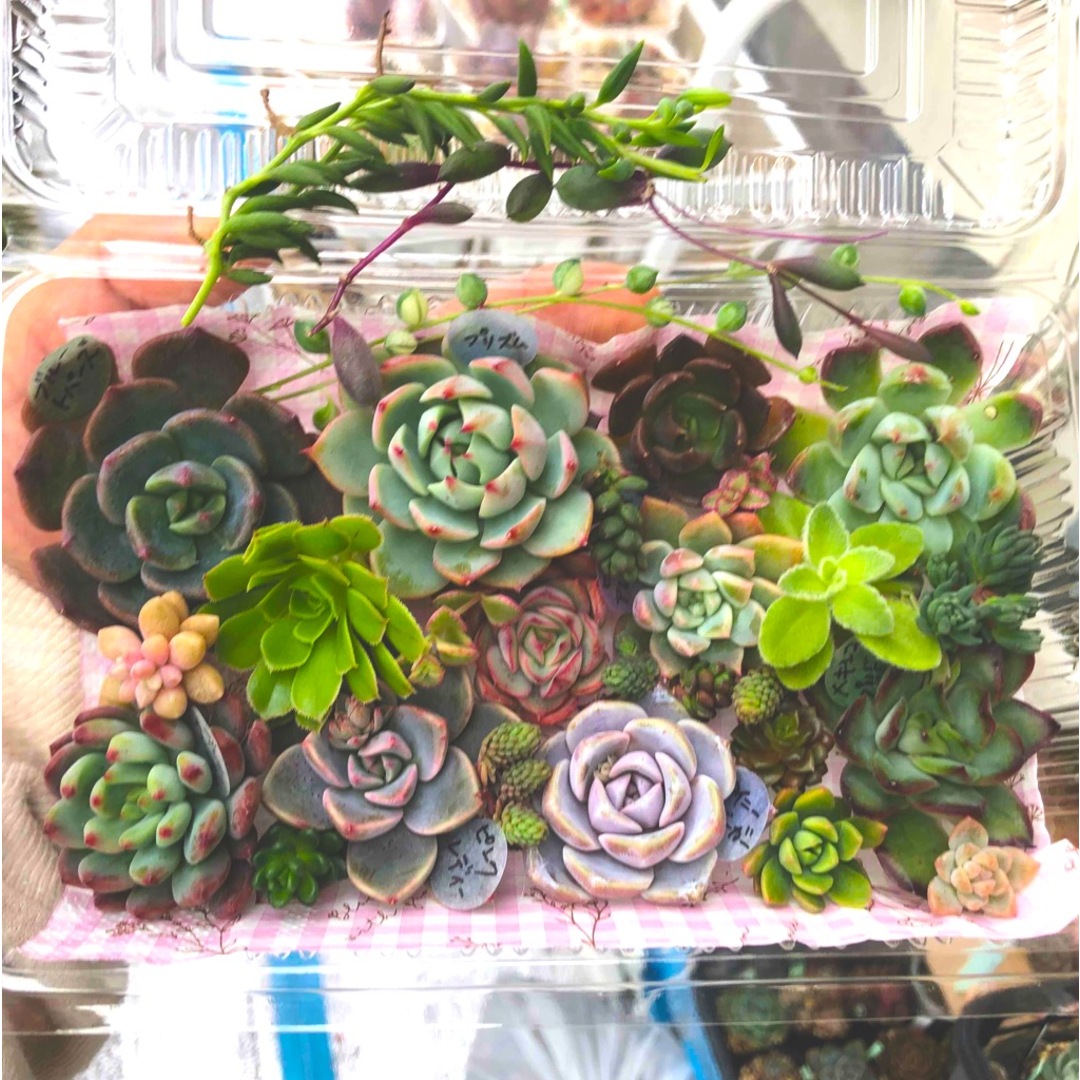 多肉植物カット苗①寄せ植え 多肉植物カット苗①寄せ植え