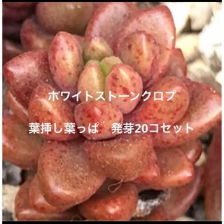 39SALE！多肉植物^o^ ホワイトストーンクロプ葉挿し20枚(その他)