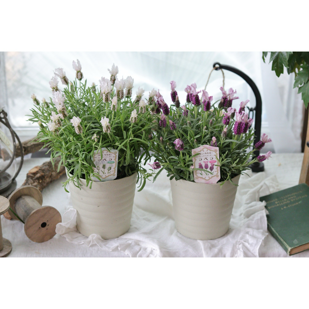 ふわふわラベンダー【ラベラ】White＆purple2鉢セット ハンドメイドのフラワー/ガーデン(その他)の商品写真