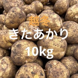 北海道産　越冬きたあかり10kg (野菜)