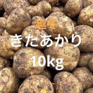 北海道産　越冬きたあかり10kg(野菜)