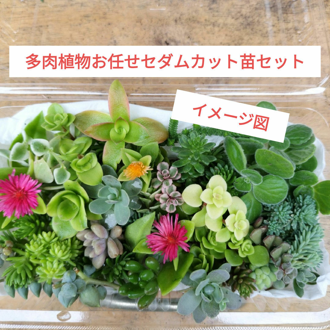 多肉植物お任せセダムカット苗セット ハンドメイドのフラワー/ガーデン(プランター)の商品写真