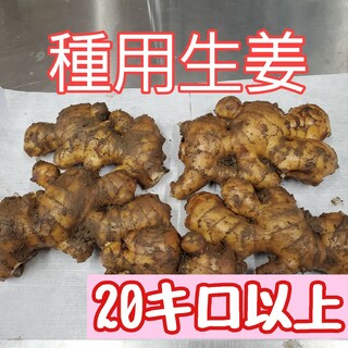 種生姜(200～300g)20キロ(野菜)