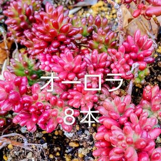 多肉植物  紅葉中の《 オーロラ 》カット苗(その他)