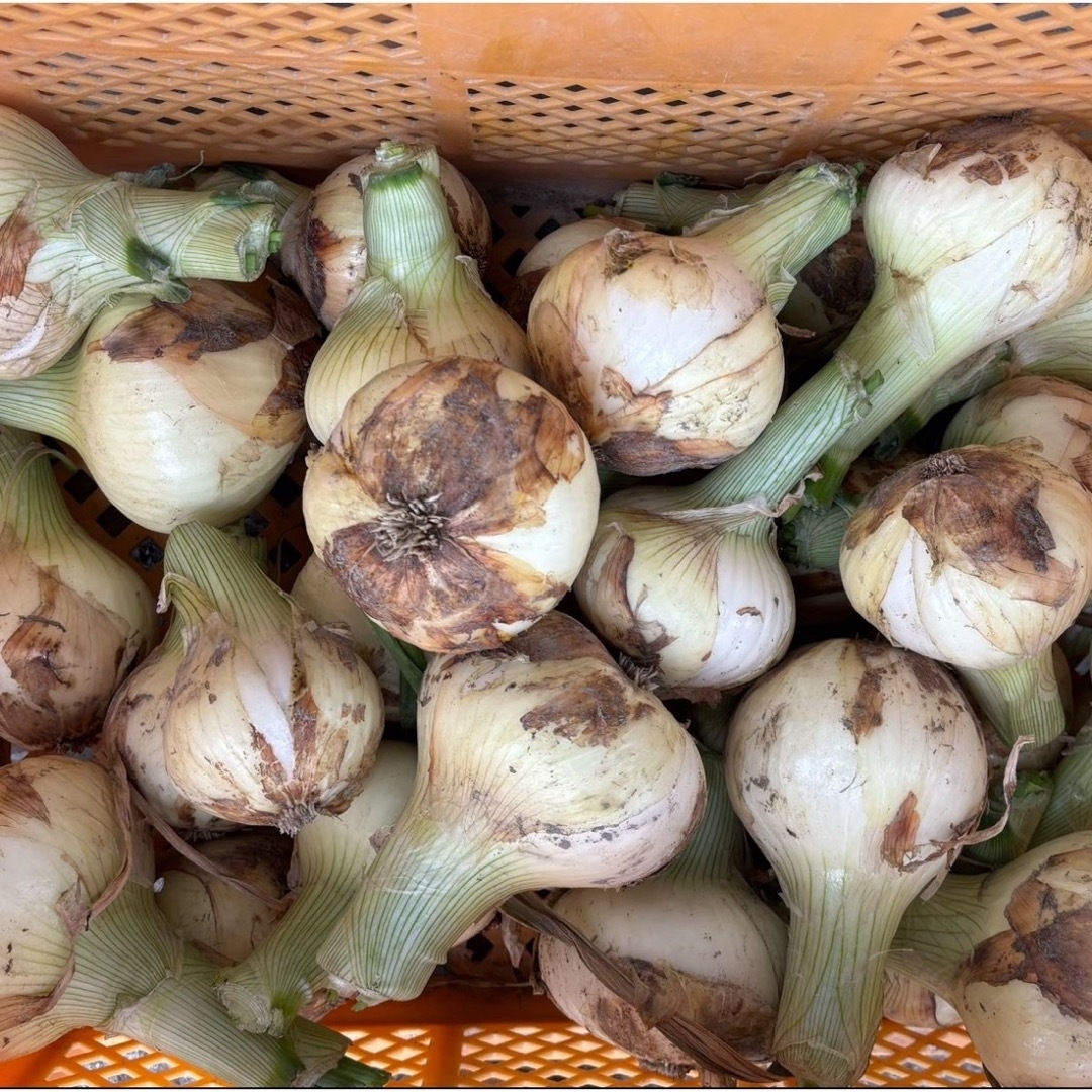 ま〜様用＜訳あり＞淡路島産新玉ねぎ10kg+5kg 高糖度 新玉葱 新たまねぎ  食品/飲料/酒の食品(野菜)の商品写真