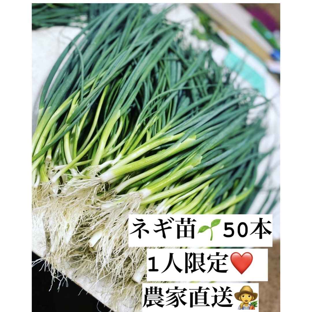 福岡県産　ネギ苗50本　1人限定 食品/飲料/酒の食品(野菜)の商品写真