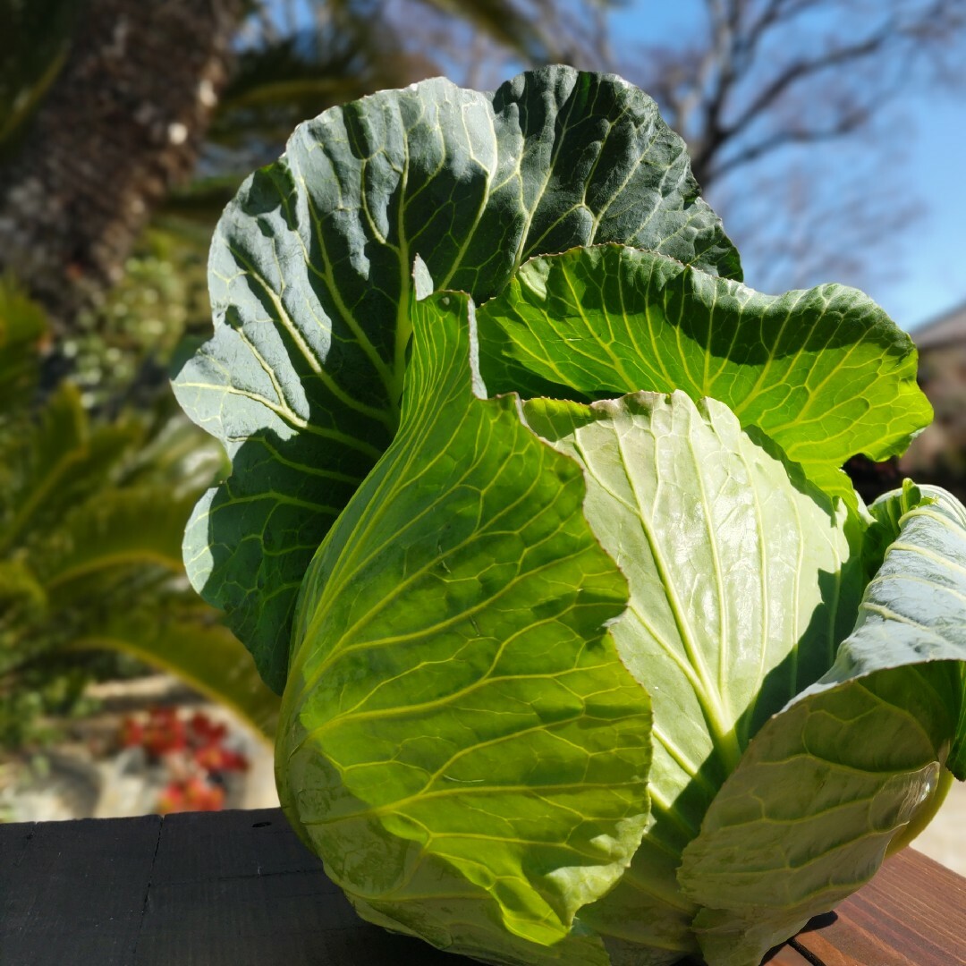 栄養満点【10種類の乾燥野菜MIX100g】自然の美味しさ100％ 無添加無着色 食品/飲料/酒の食品(野菜)の商品写真