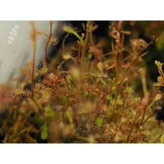 食虫植物 Drosera flexicaulis 1鉢 モウセンゴケ ドロセラ(その他)