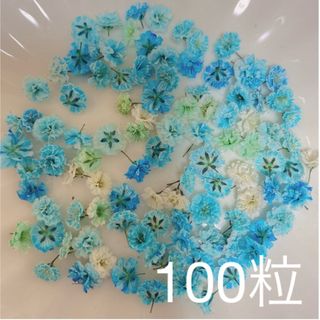 ブルー系 かすみ草ドライフラワー100粒(ドライフラワー)