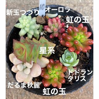 富士砂 細目 微粒 2L 1800g【アガベ、化粧砂、化粧石】の通販 by