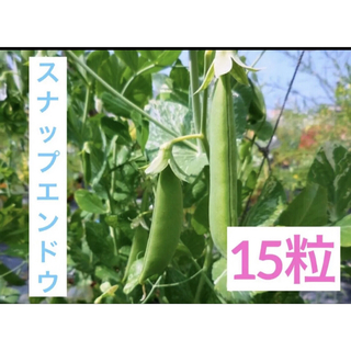 スナップエンドウ サヤ 実えんどう豆 15粒 トライ家庭菜園(野菜)
