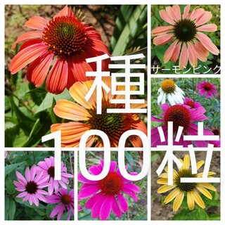 エキナセア　MIX色　花の種100粒以上(プランター)