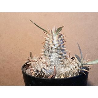富士砂 細目 微粒 2L 1800g【アガベ、化粧砂、化粧石】の通販 by