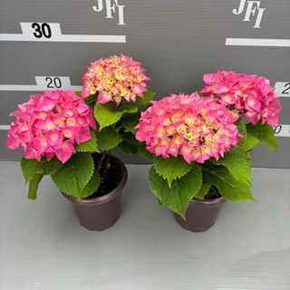 アジサイ レッド 4号鉢 2鉢セット☆生産者直送☆紫陽花 赤(その他)