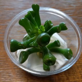 ゴーラム　多肉植物　☆宇宙の木　カット苗　１本(その他)