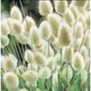 ラグラスバニーテールの種　花の種(プランター)