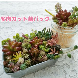 6　多肉植物 カット苗 詰め合わせ(その他)