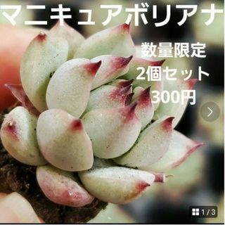 数量限定♡マニキュアボリアナ 2個セット 根付き 多肉植物(プランター)