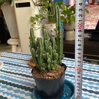 ❤️【大人気観葉植物】❤️電磁波吸収サボテン　極太セレウスサボテン　抜き苗(その他)