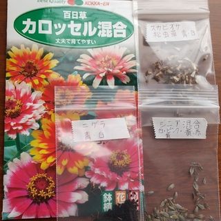 花種、百日草、松虫草、ニゲラ、ジニア(その他)