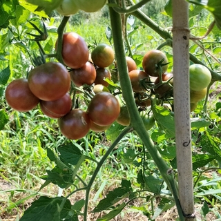 まとめ買い　自然農　固定種　種子　タイガーメロン　ブラックチェリーミニトマト(野菜)