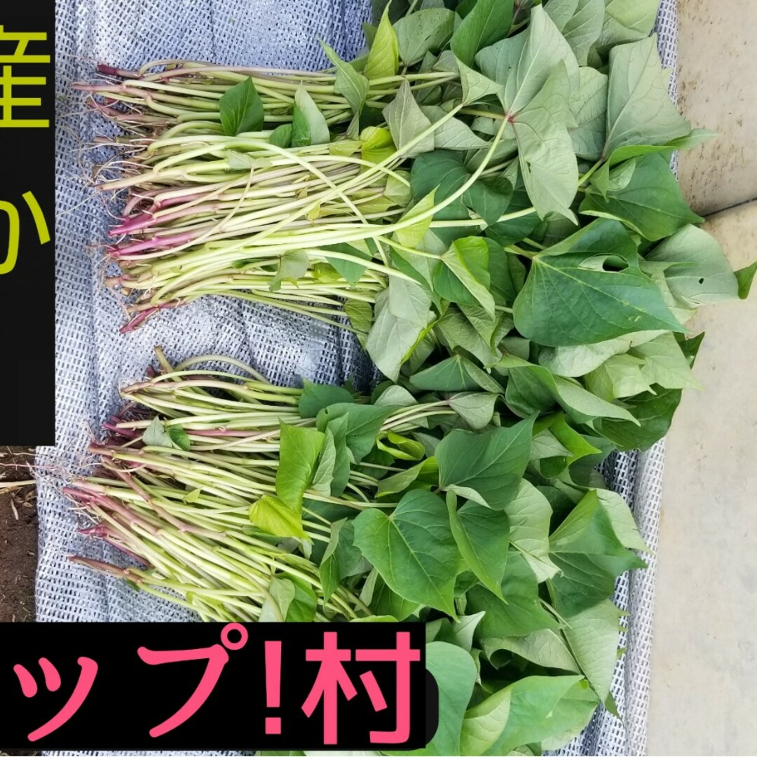 グリーン様30本５月上旬紅はるかウイルスフリーバイオ苗 食品/飲料/酒の食品(野菜)の商品写真