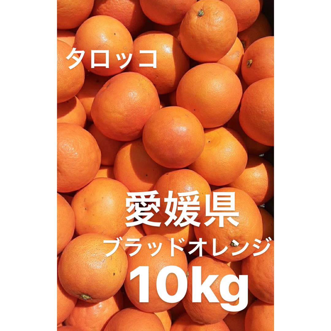 愛媛県産　ブラッドオレンジ　タロッコ　柑橘　10kg 食品/飲料/酒の食品(フルーツ)の商品写真