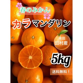 和歌山 田村産　カラマンダリン　春のみかん　田村みかん　5kg 訳あり (フルーツ)